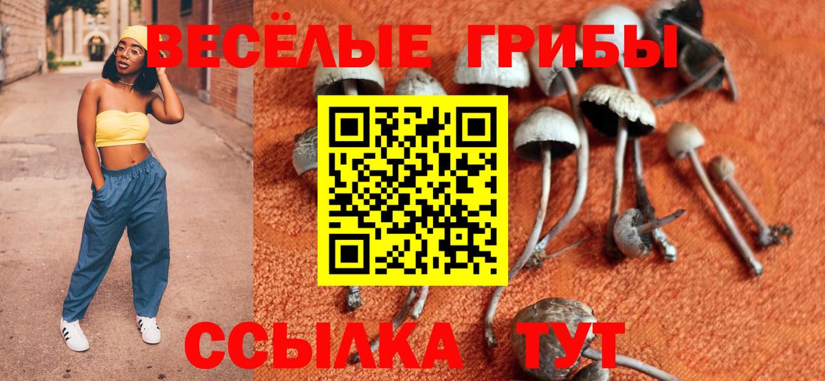 Псилоцибиновые грибы Cubensis  купить  цена  Звенигород  Галлюциногенные грибы мицелий  Вход с VPN 